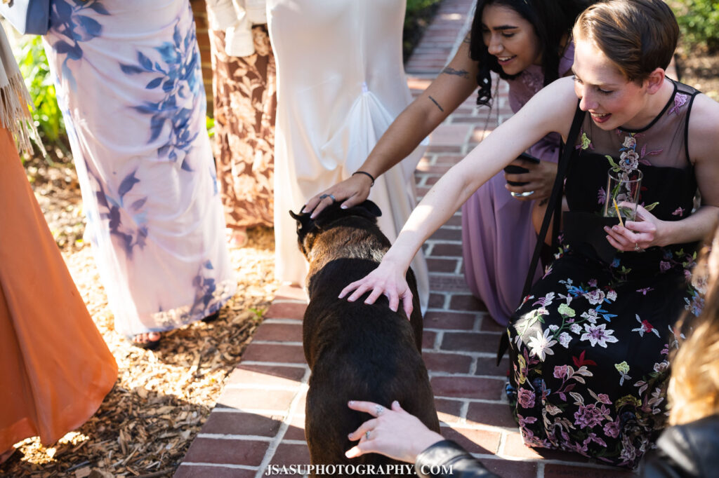 wedding guests petting dog